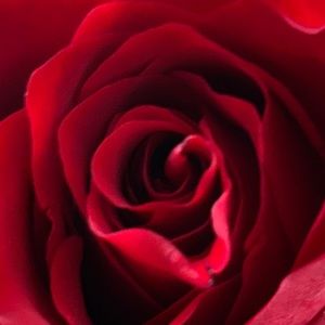 Meet your Posher, Diana